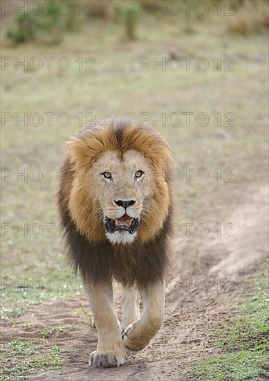 African Lion Niche Lion Niche lions