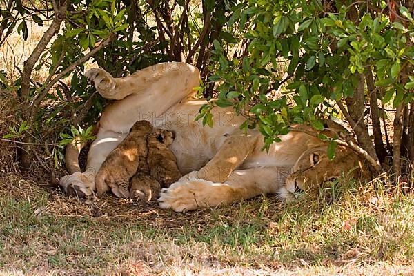 African lion cubs Lion cubs