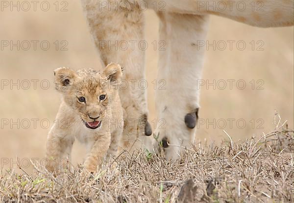 African Lion cub Lion lion