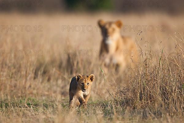 African lion cub Lion lion