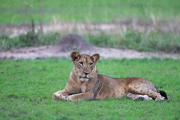 African Lion Niche Lion Niche lions