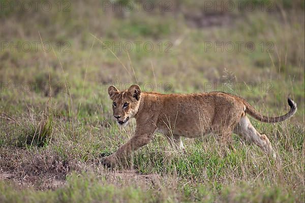 African Lion cub Lion lion