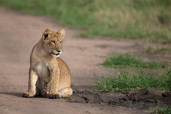 African lion cub Lion lion