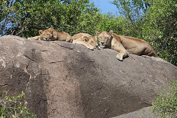 African Lion Niche Lion Niche lions