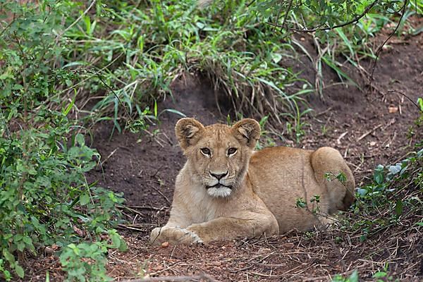 African lion