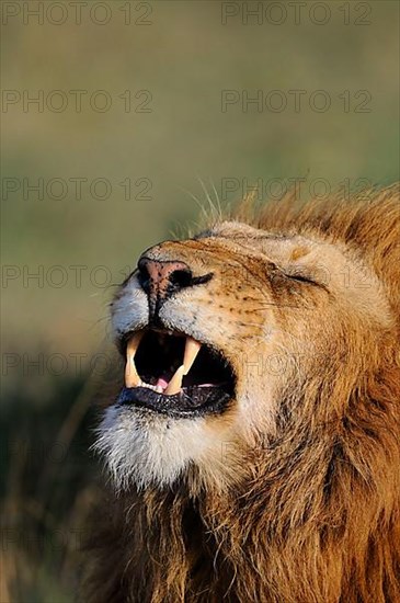 African lion urchin Lion urchin