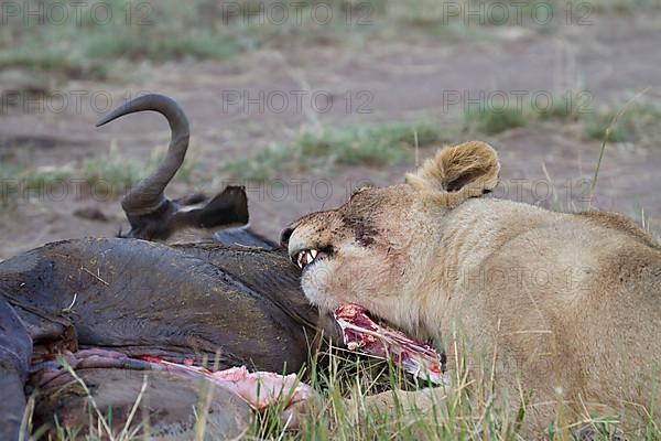 African Lion Lion