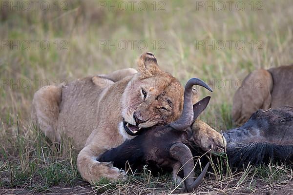 African Lion Lion