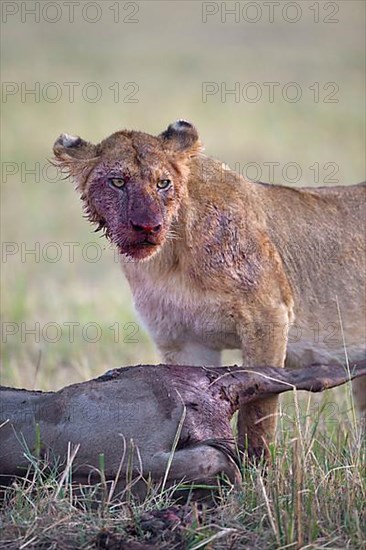 African Lion Lion