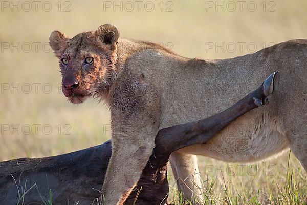 African Lion Lion