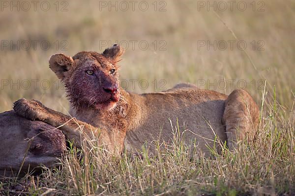 African Lion Lion