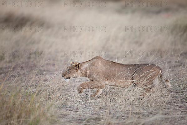 African Lion Lion