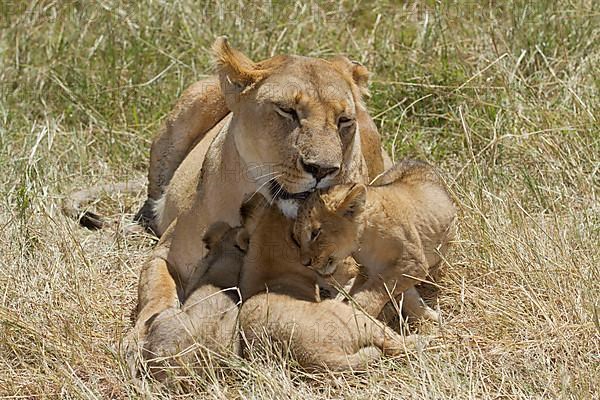 African Lion Lion