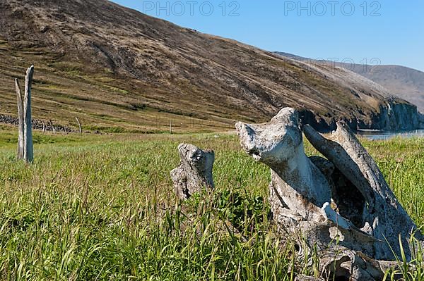 Whale Bone Avenue