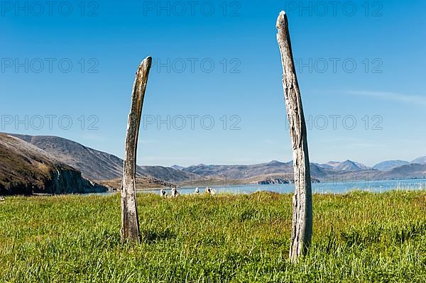 Whale Bone Avenue