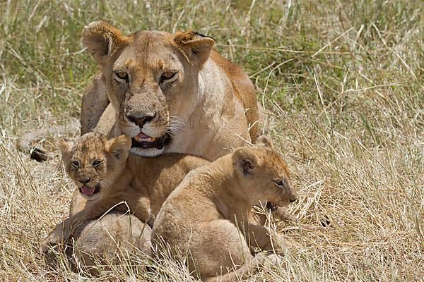 African Lion Lion