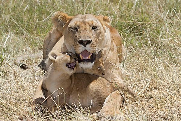 African Lion Lion