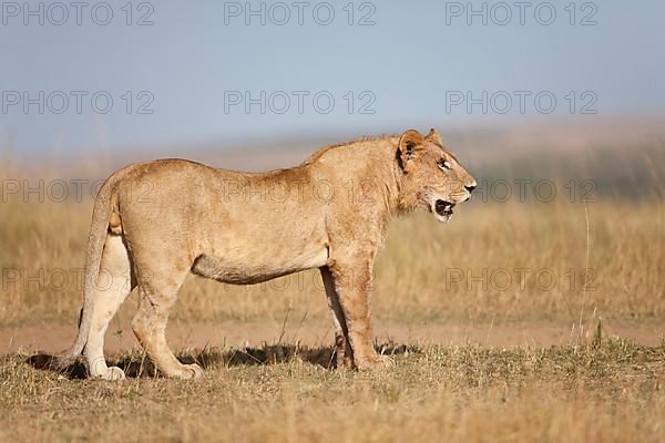 African Lion Lion