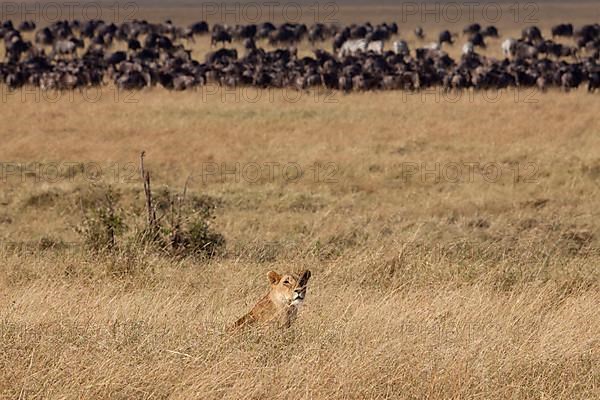 African Lion Lion