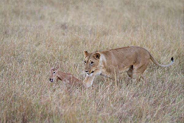 Massai lion