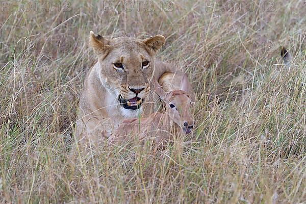 Massai lion