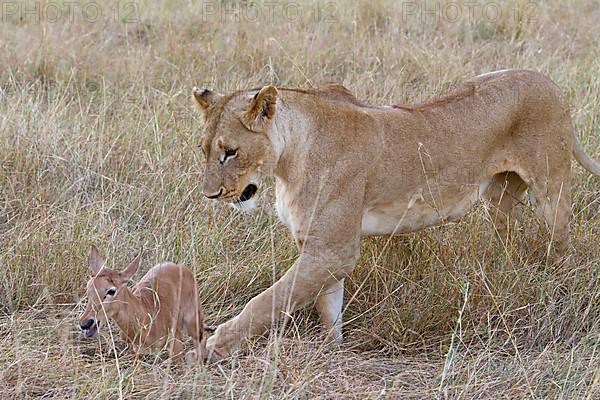 Massai lion