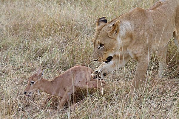 Massai lion