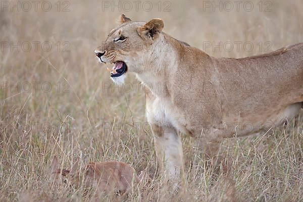 Massai lion