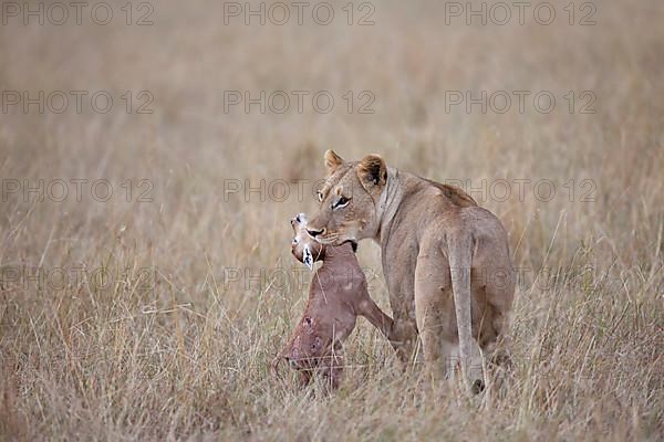 African Lion Lion