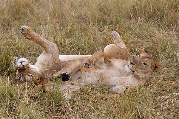 African Lion Lion