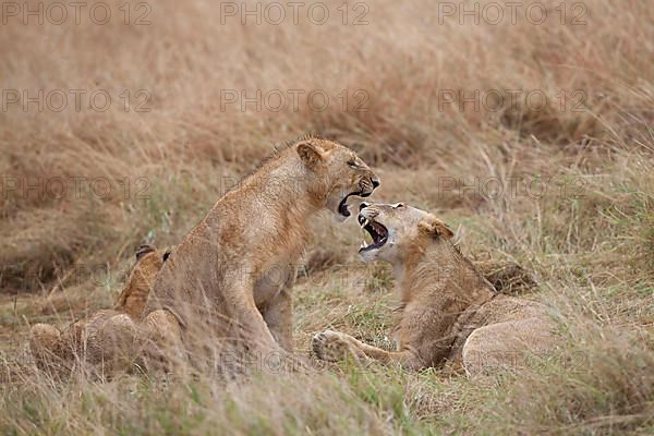 African Lion Lion