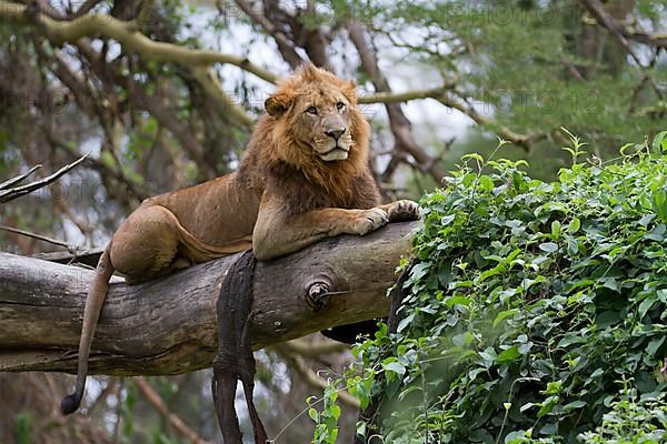 African Lion Lion