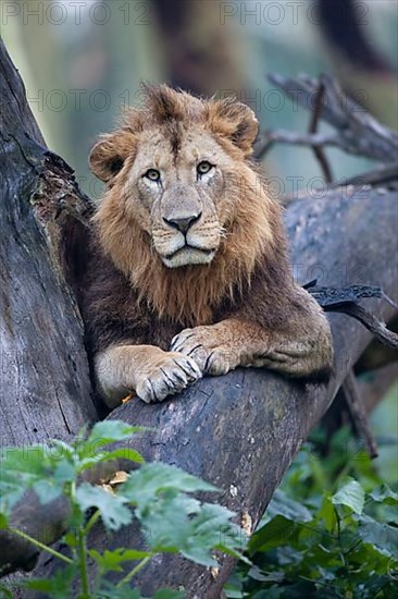 African Lion Lion