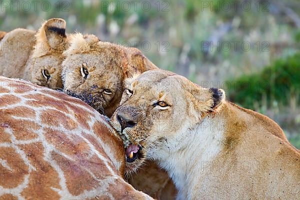 African Lion Lion