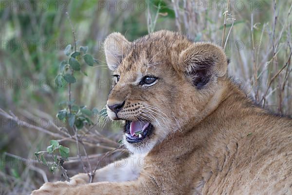 African Lion Lion