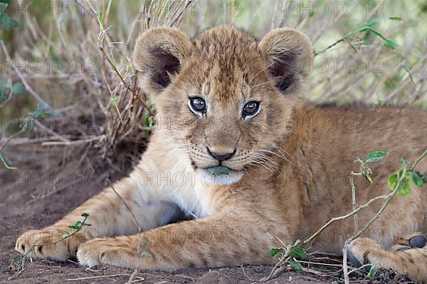 African Lion Lion