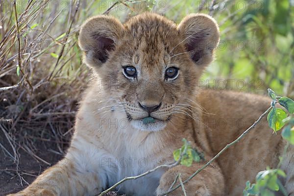 African Lion Lion