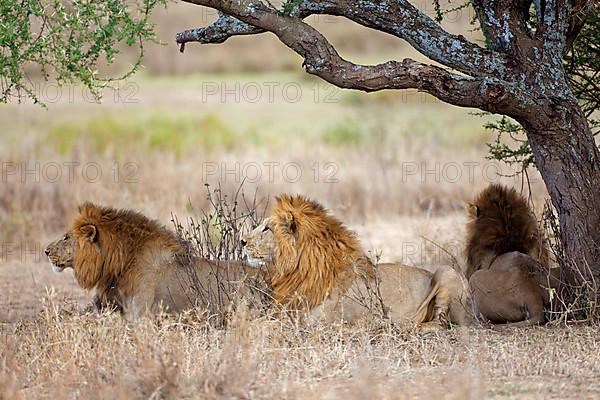 African Lion Lion