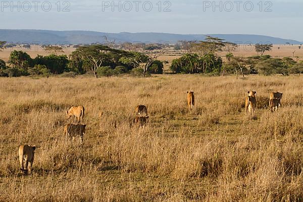 African Lion Lion