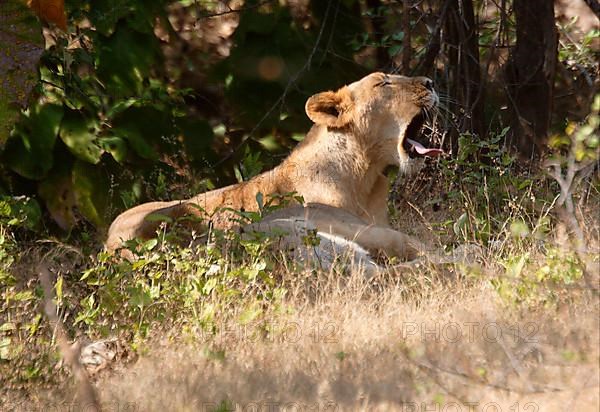 Indian Lion