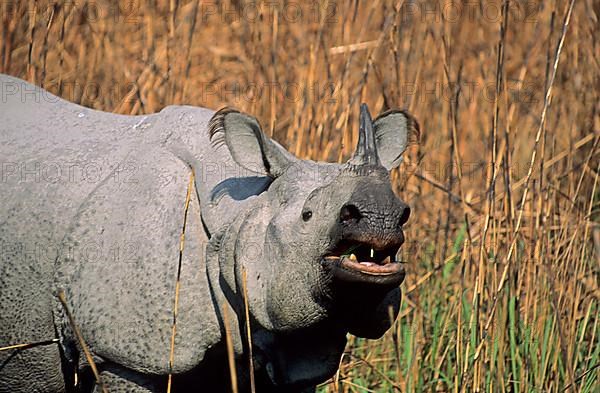 Indian rhinoceros