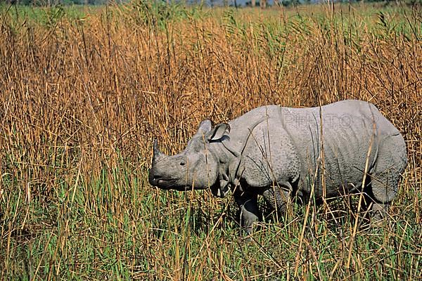 Indian rhinoceros