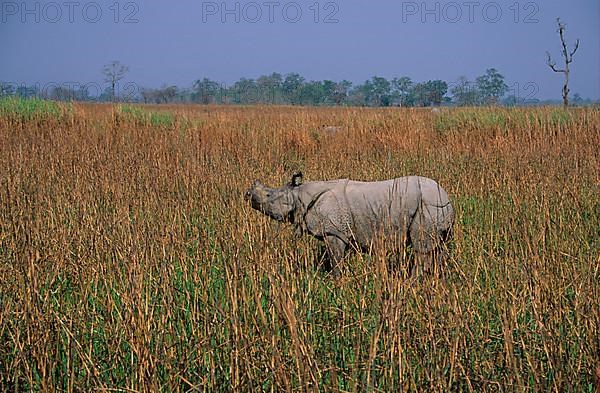 Armoured rhinoceros