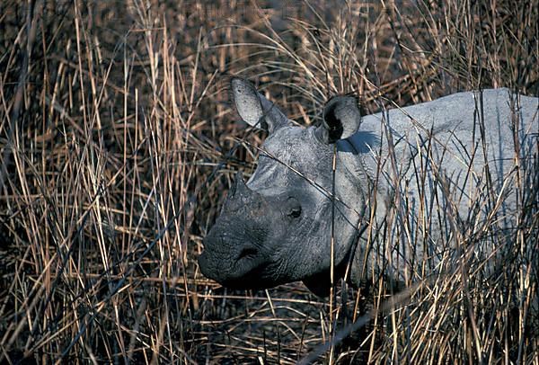 Armoured rhinoceros