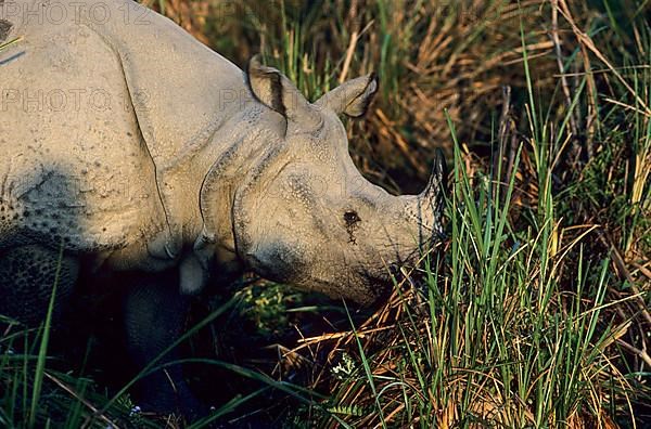 Indian Rhinoceros