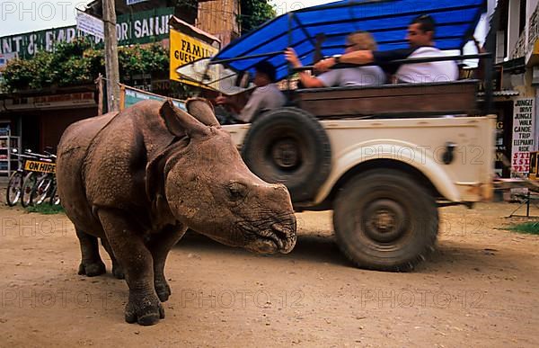 Indian Rhinoceros