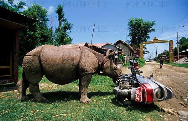 Indian Rhinoceros