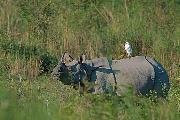 Indian rhinoceros