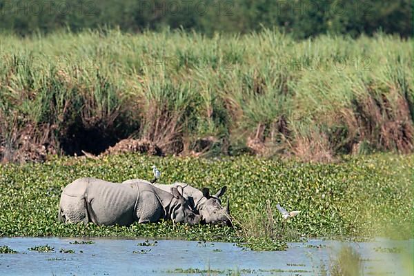 Indian rhinoceros