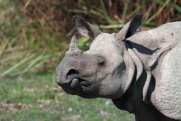 Indian rhinoceros